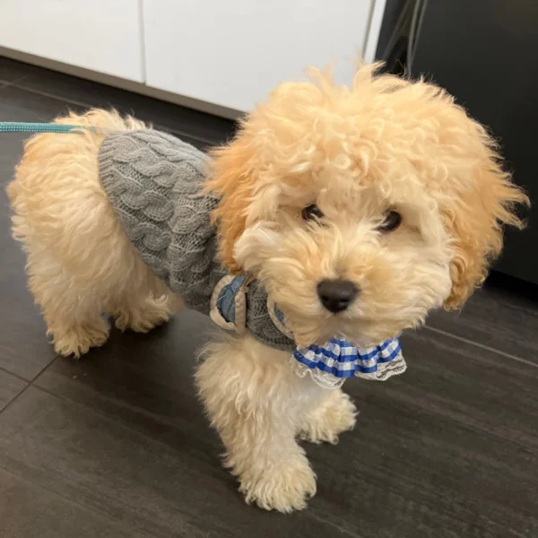 Roupas De Tricot para cães pequenos, Blusas quentes de inverno para Cães e Gatos de Pequeno Porte - Image 5